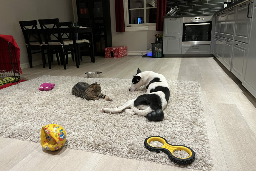 Cassie and Viras is laying right next to eachother on the rug