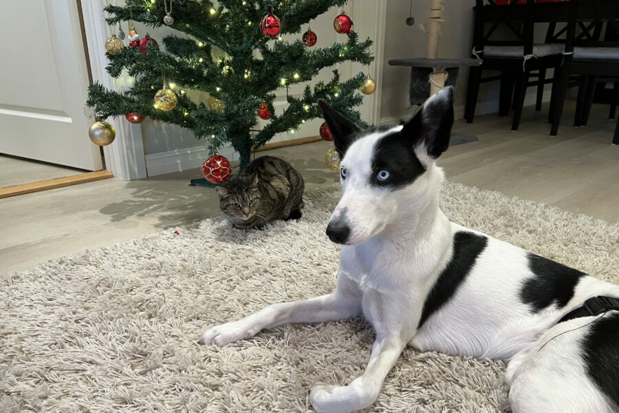 Cassie and Vira right next to the christmas tree