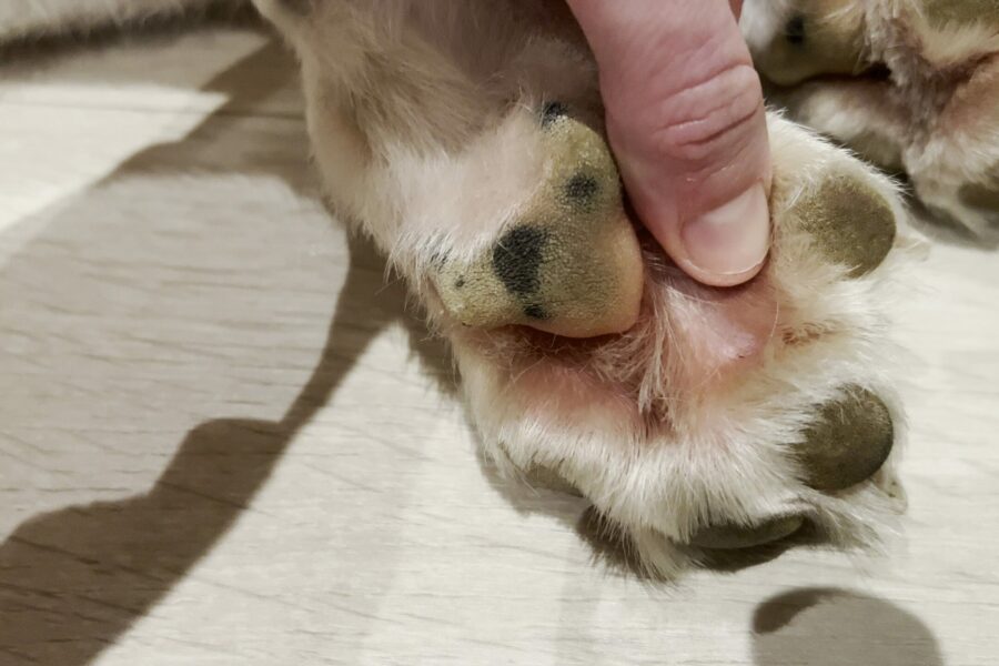 Yeast infection inside the paw