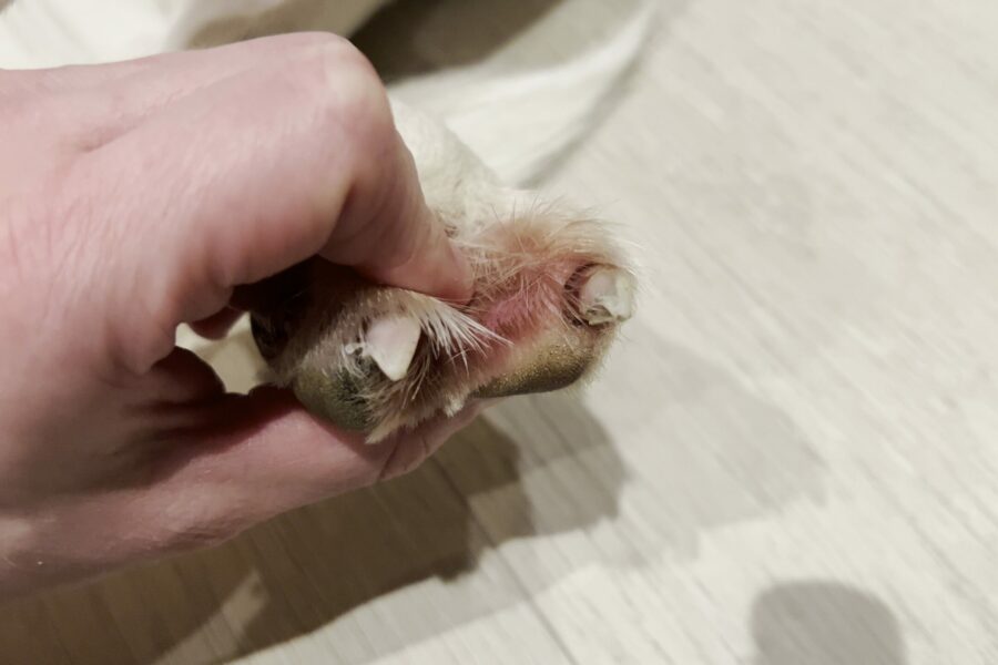 Yeast infection between claws on dog