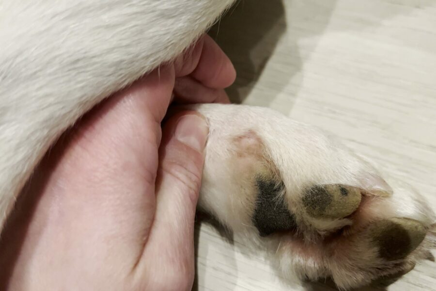 Wound made by yeast infection on dogs paw