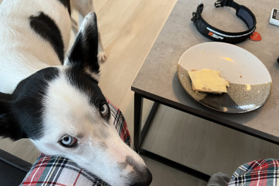 Cassie is begging me for the cheese that is on top of my crispbread