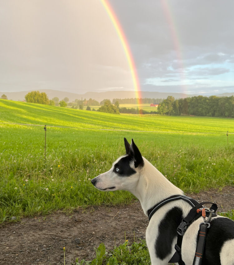 Cassie and the rainbow