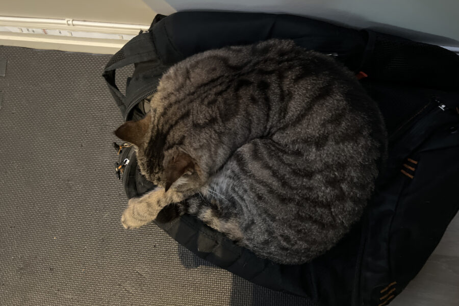 Vira sleeping on my backpack
