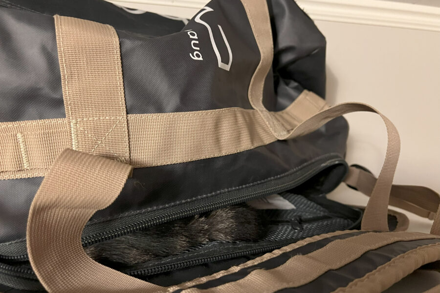 Where is Vira? (You can see her tail sticking out of the bag).