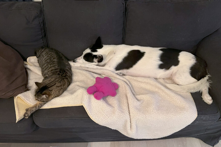 Vira og Cassie sover sammen på sofaen