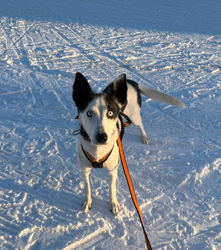 Cassie på skitur