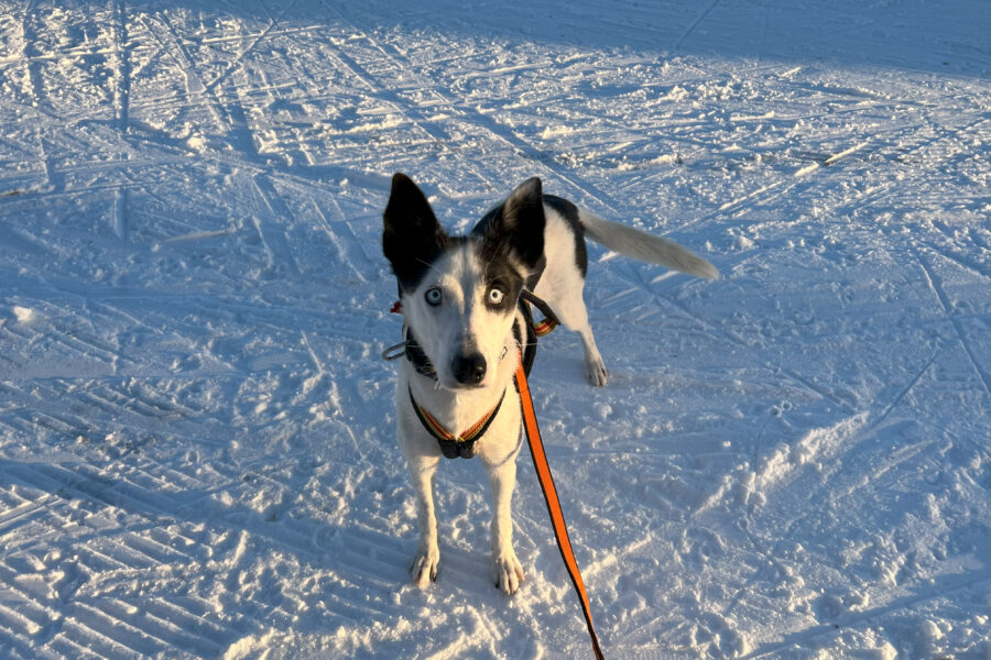 Cassie på skitur