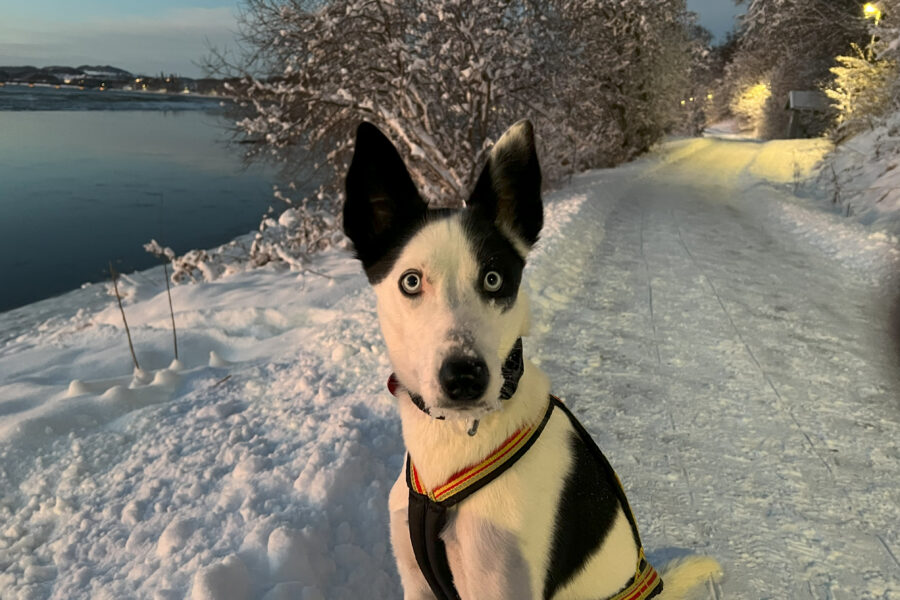 Cassie på en gåtur på nyttårsaften, med masse snø