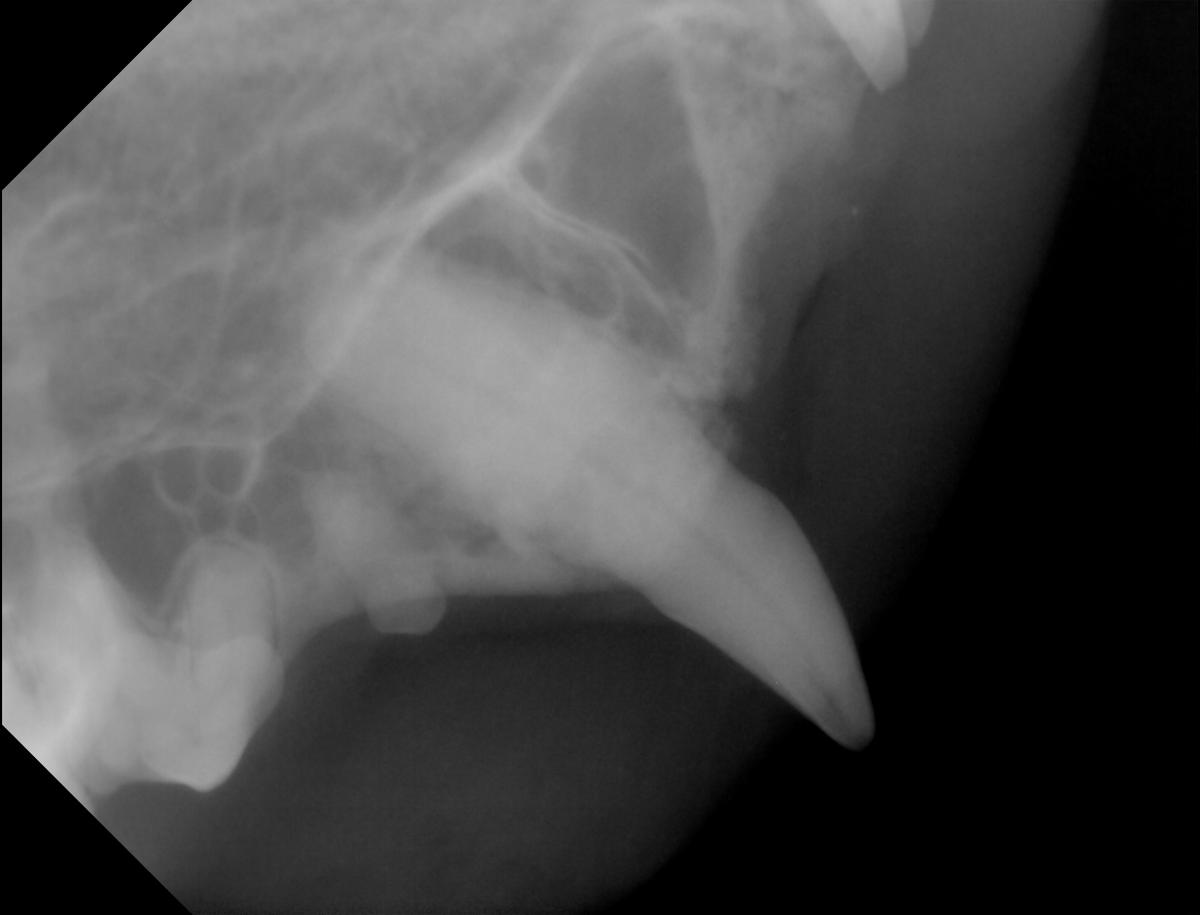 X-ray of Viras fangs (2024)
