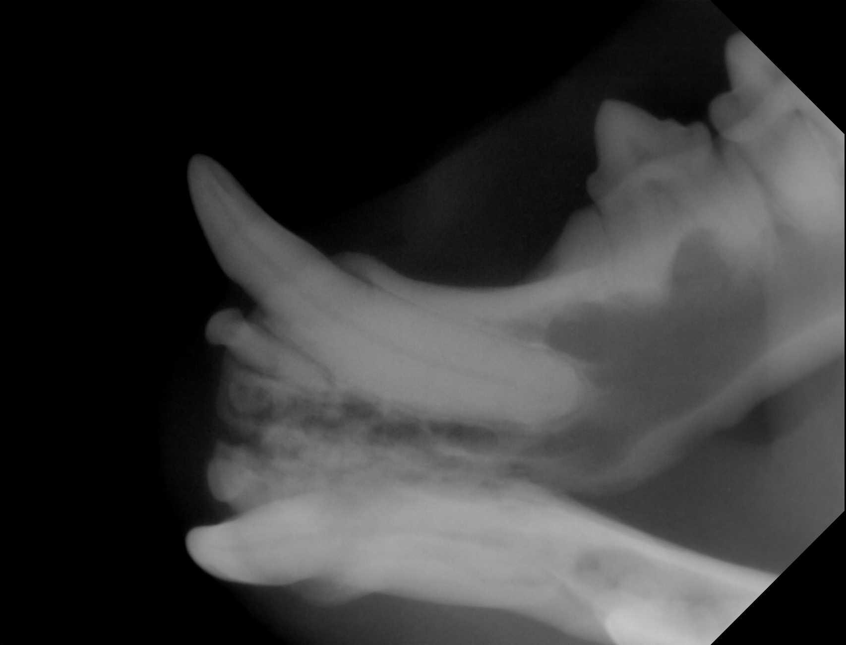 X-ray of Viras fangs (2023)