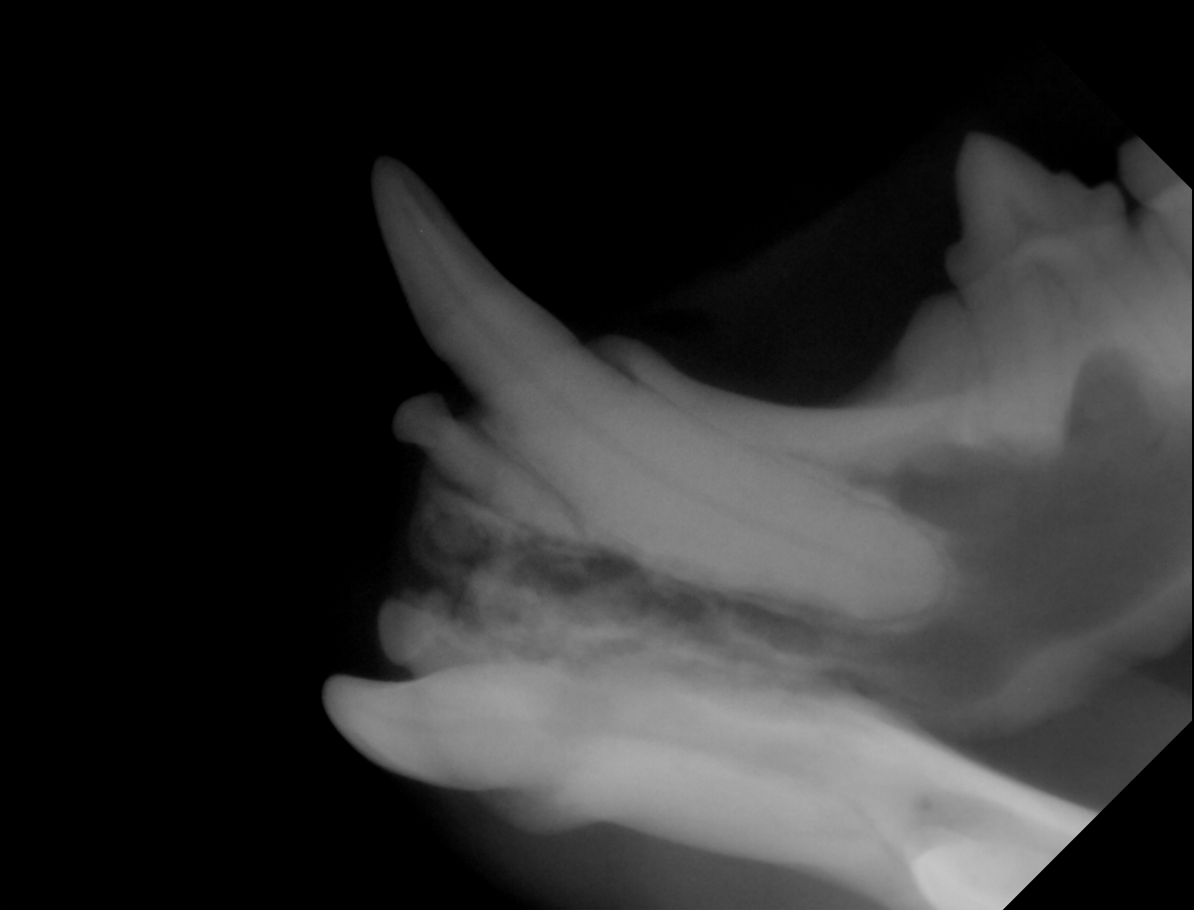 X-ray of Viras fangs (2024)