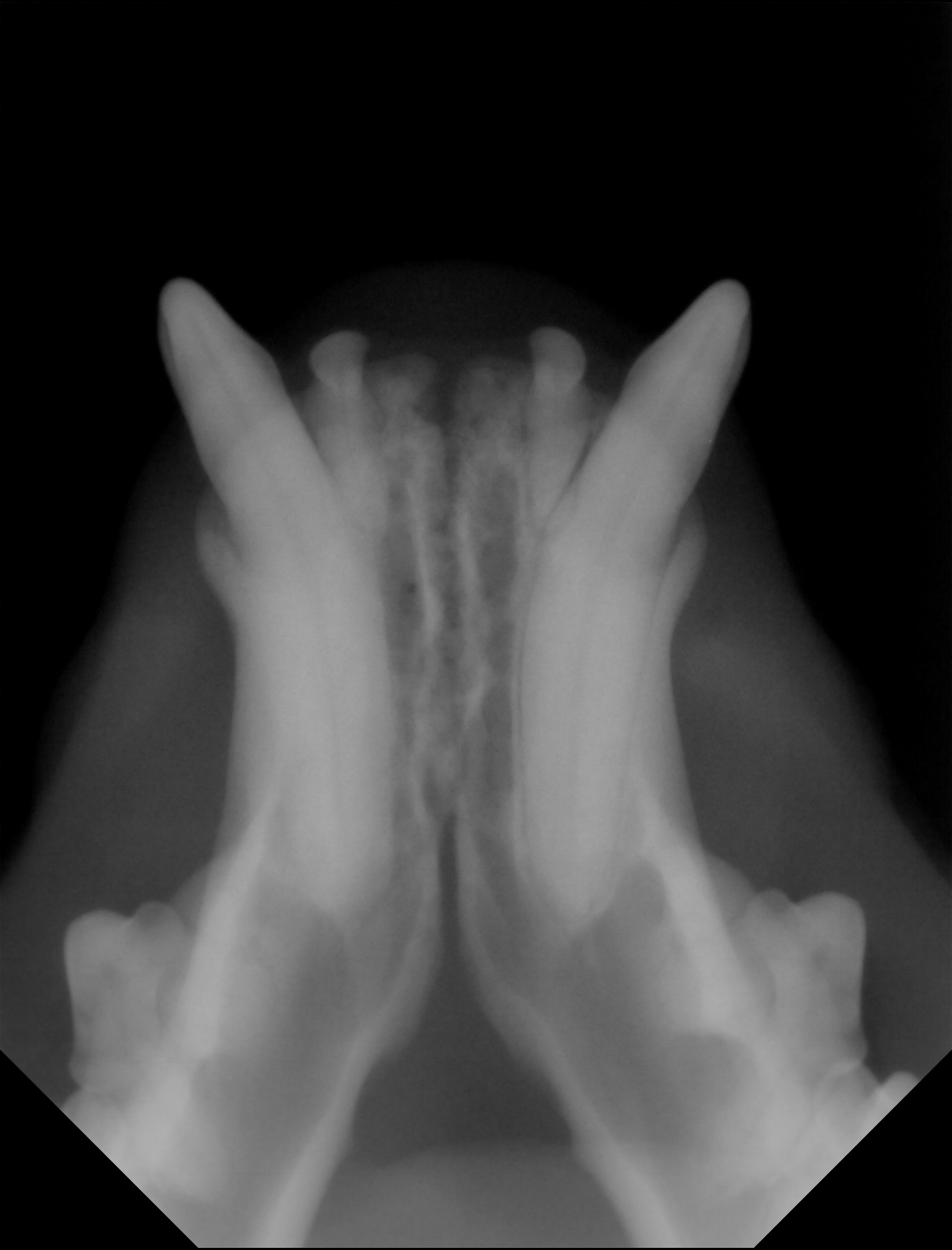X-ray of Viras fangs (2023)