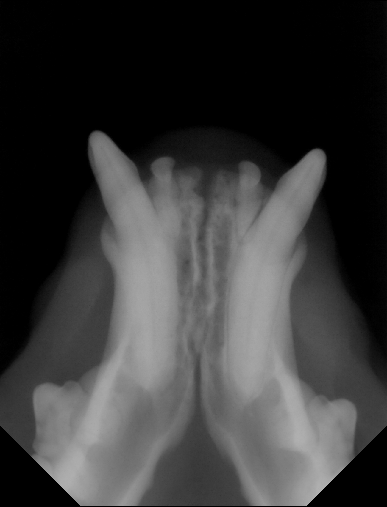 Røntgen av Viras hoggtenner (2024)