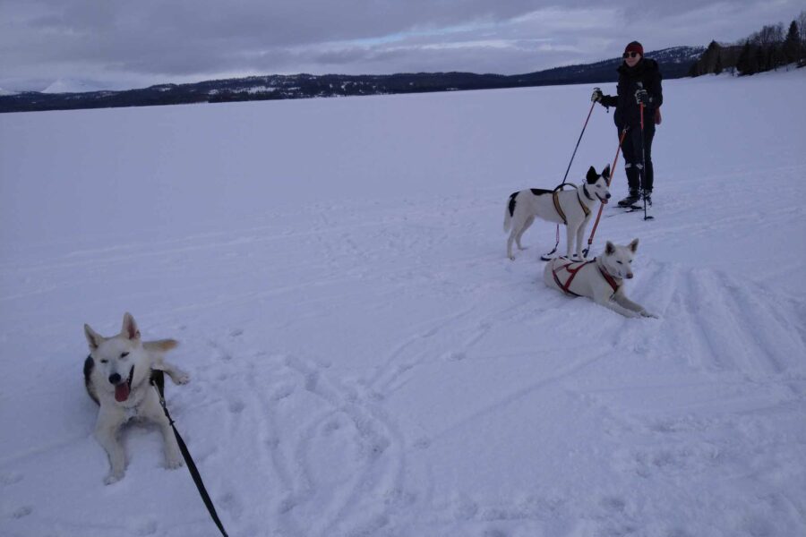 Skiing with Cassie, a friend and her dogs. The image is showing the dogs and me,