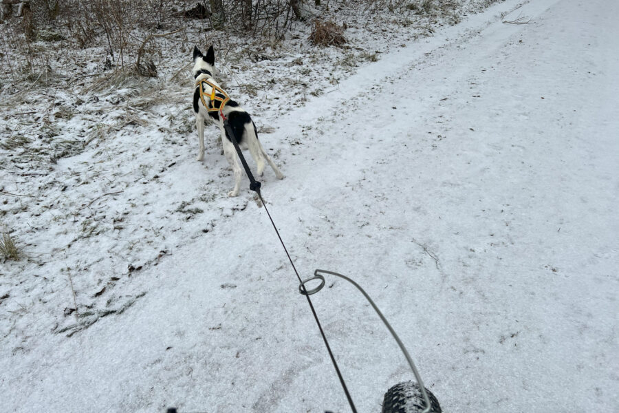 Cassie på sykkeltur, med et tynt snølag på bakken.