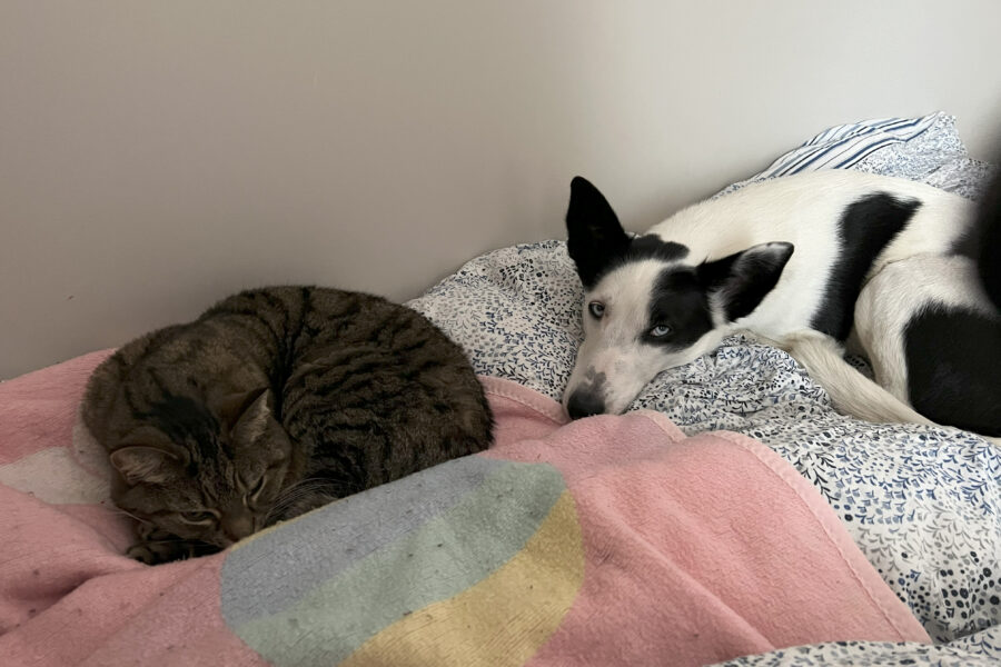 Vira og Cassie i sengen, like ved hverandre.
