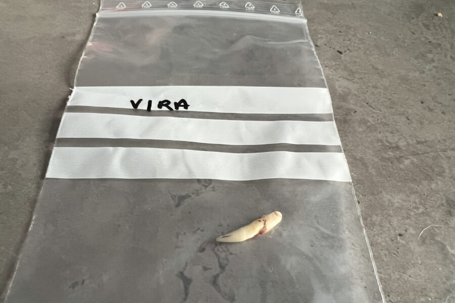 Vira's right fang in a transparent bag, extracted due to a sickness in the tooth (resorption).