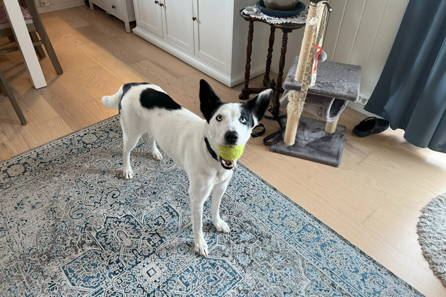 Cassie med tennisball i munnen.