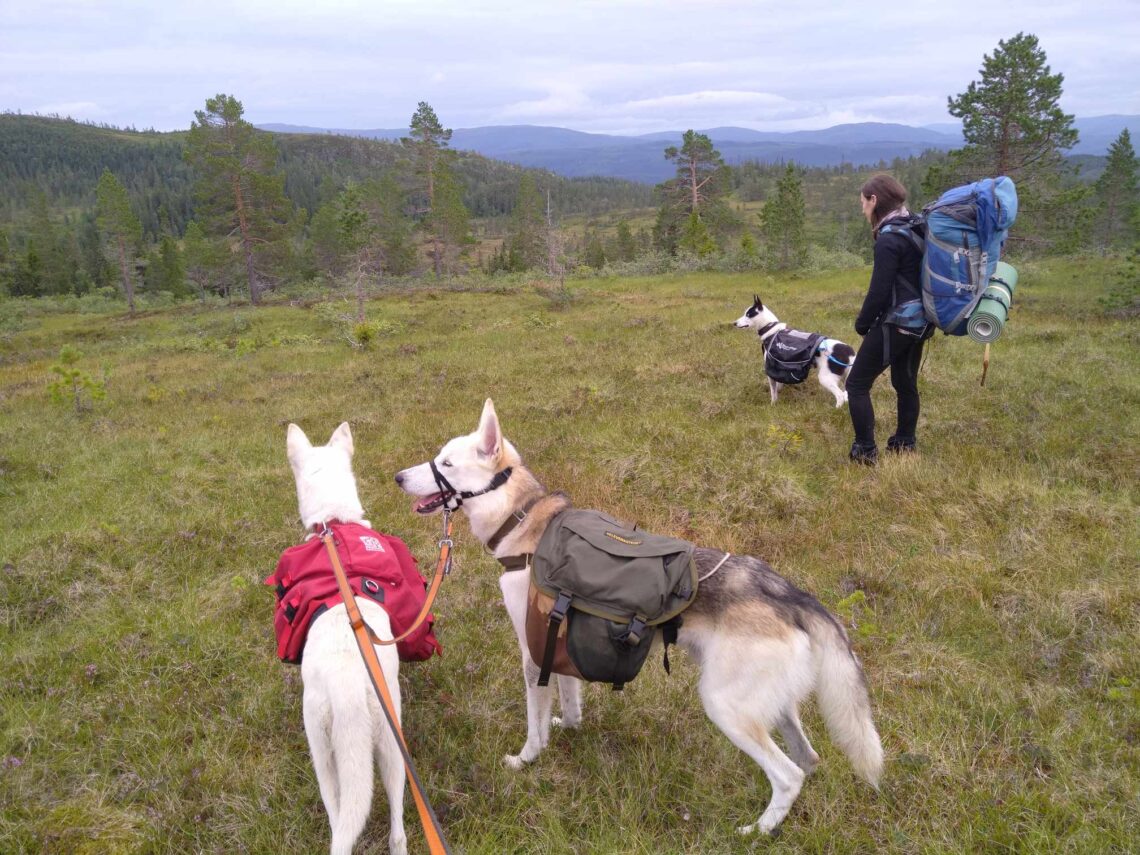 På tur med veninnen min og hundene.