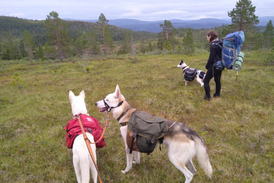 On a hike with my friend and the dogs.