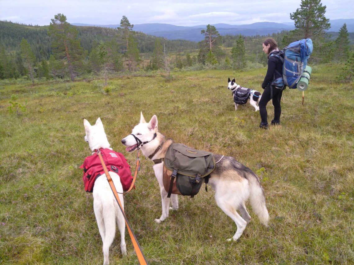 På tur med veninnen min og hundene.