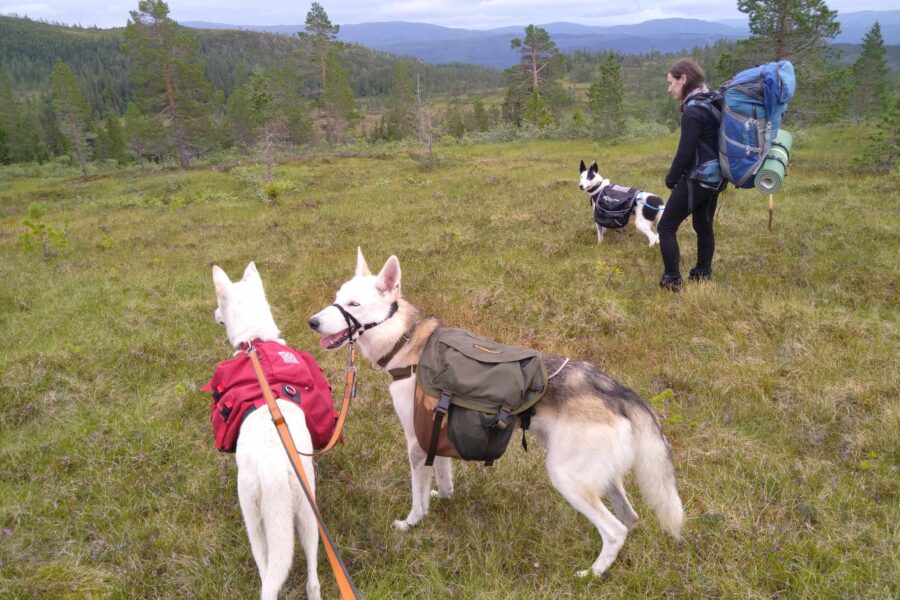 On a hike with my friend and the dogs.