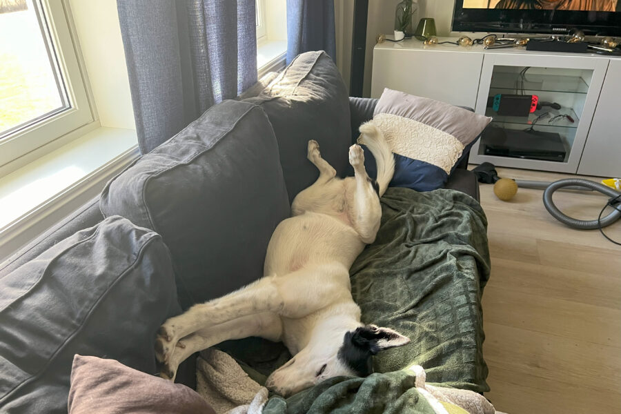 Cassie sleeps on her back with her feet in the air