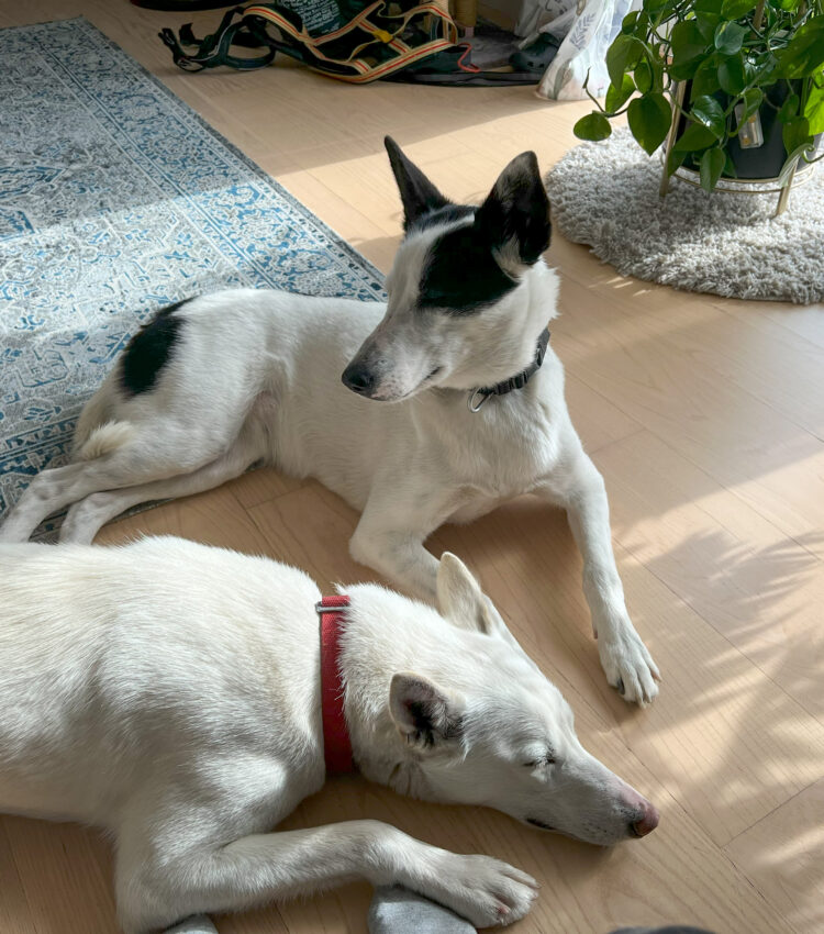 Cassie and Keisey sleeping together on the floor