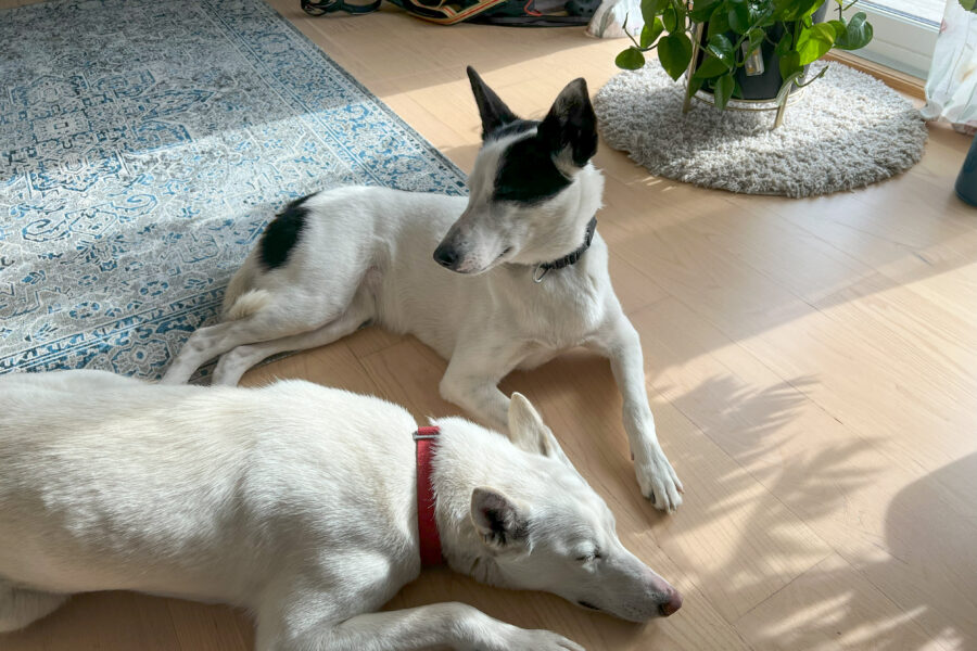 Cassie and Keisey sleeping together on the floor