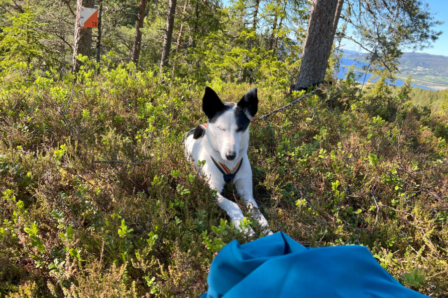 Cassie is relaxing on the break on the hike