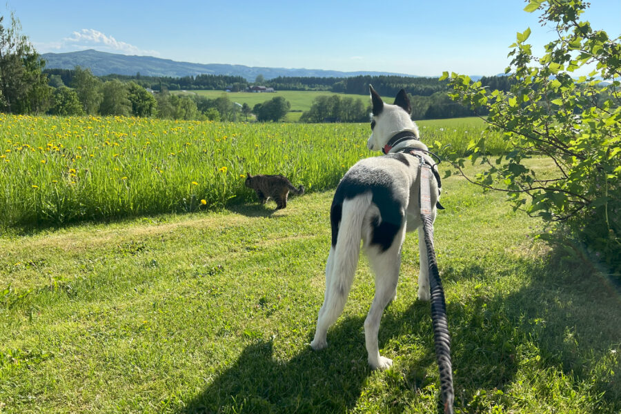 Cassie and Vira is together outdoors