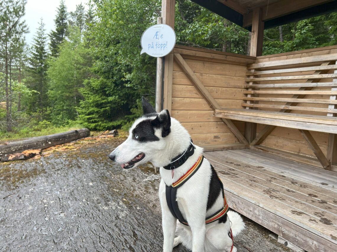 Cassie på topptur.