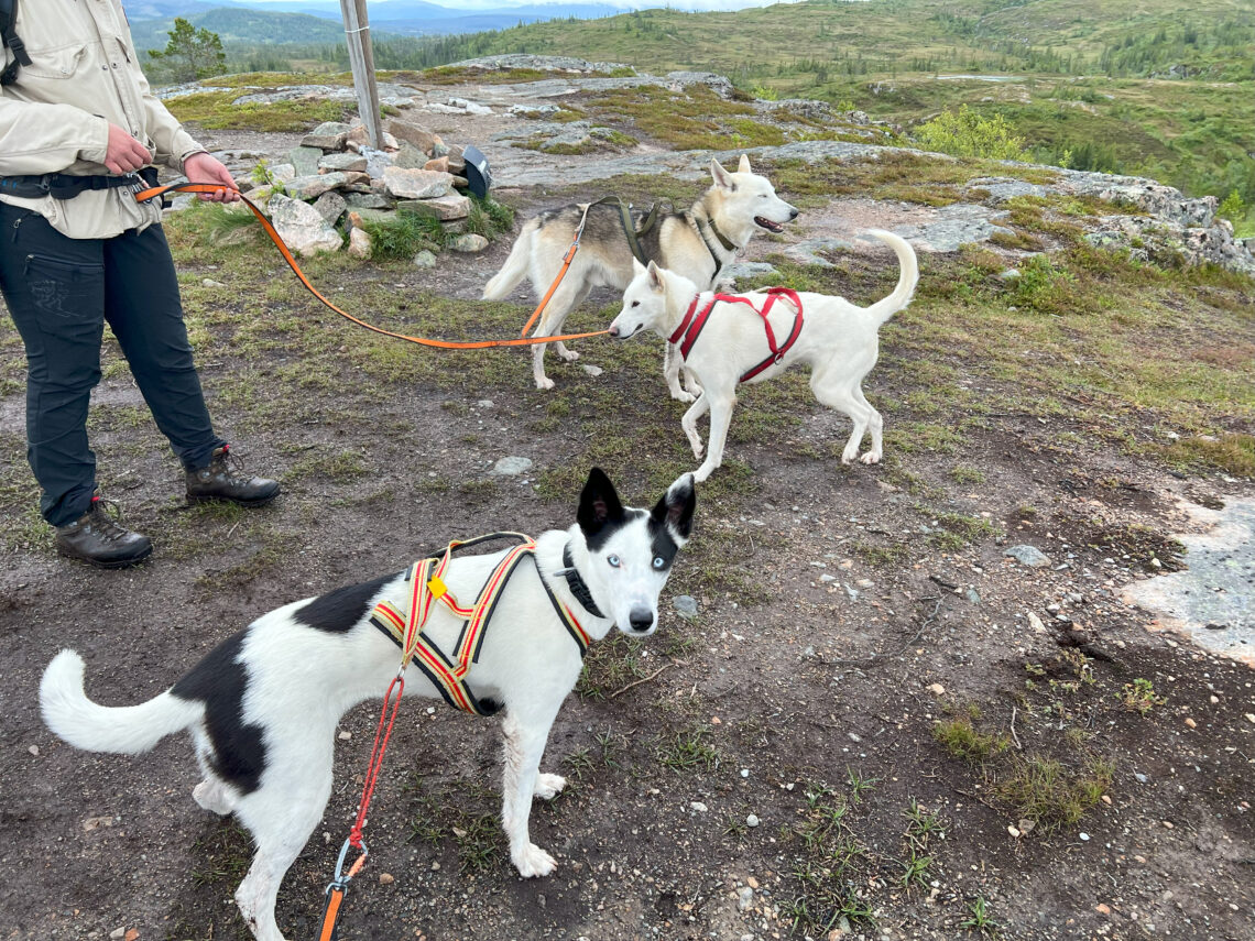 Cassie og vennene på tur.