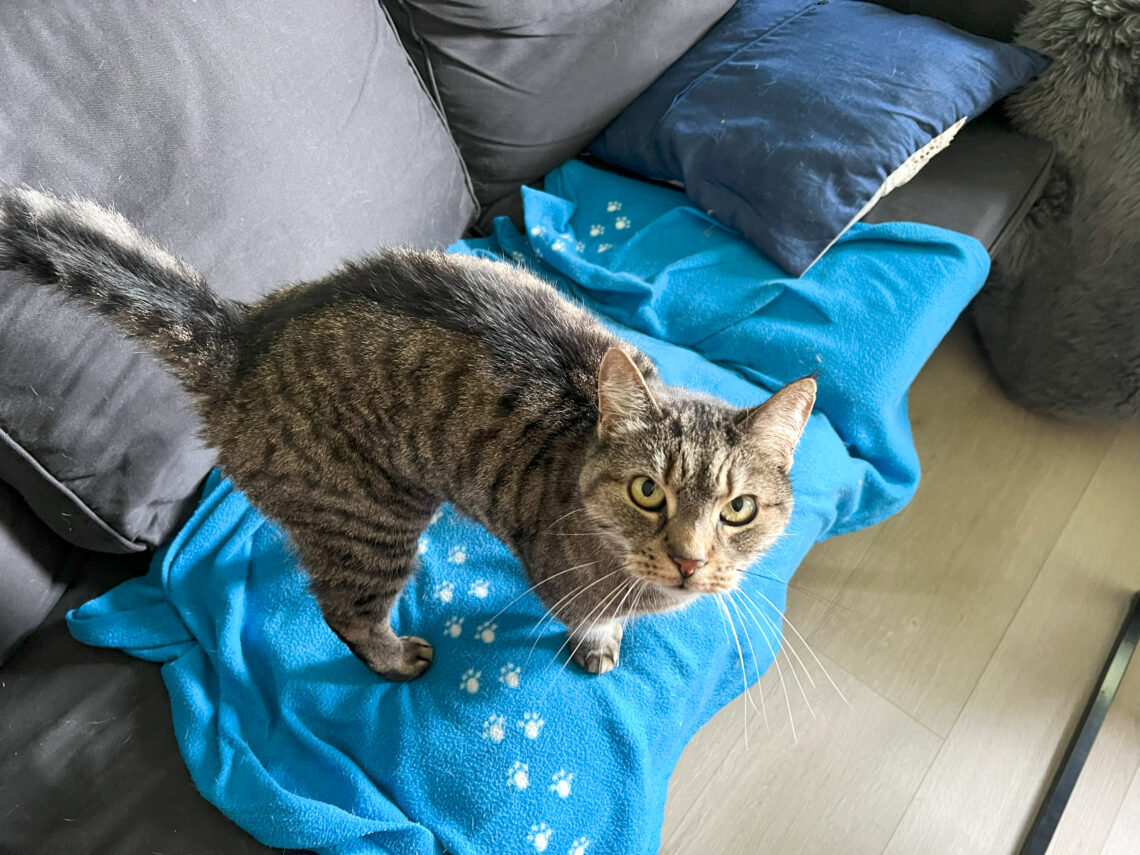Vira står i sofaen.