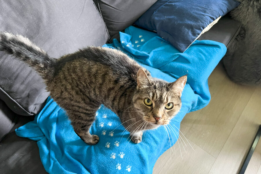 Vira is standing on the couch.