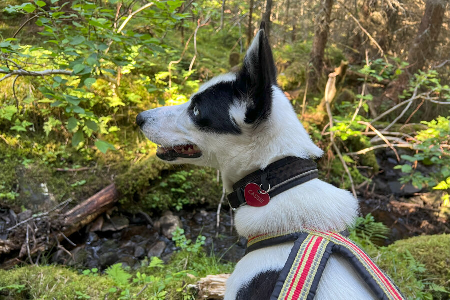 Cassie on a hike.