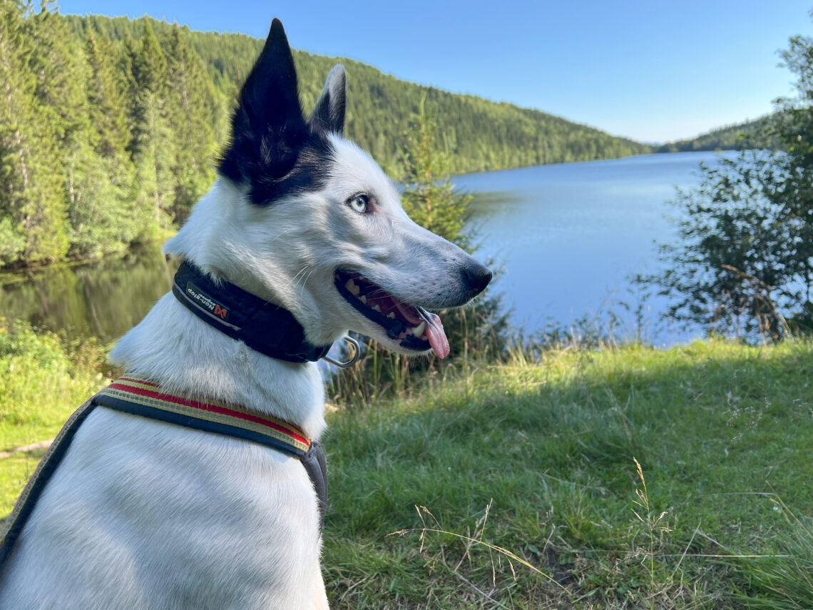 Cassie på tur.