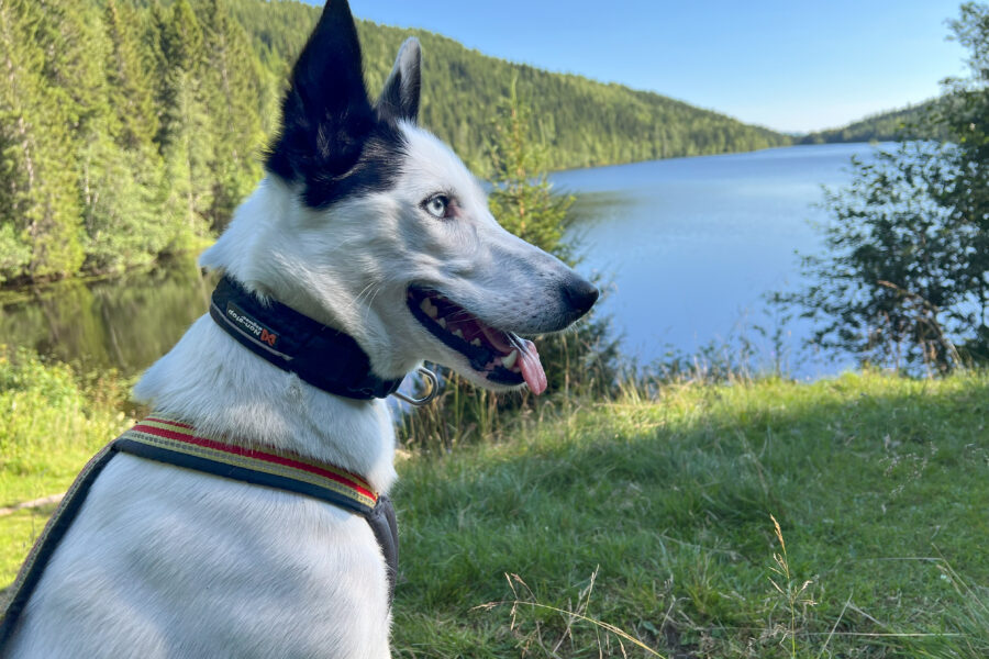 Cassie on a hike.