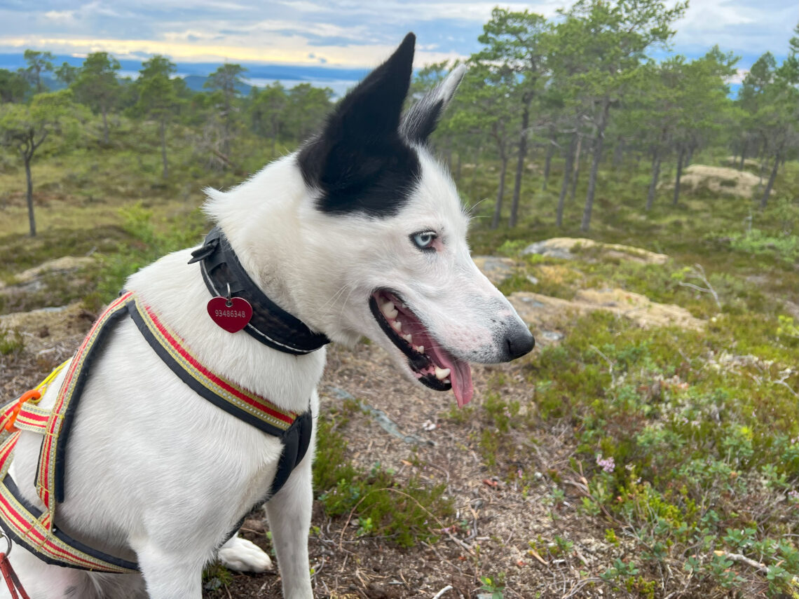 Cassie på tur.