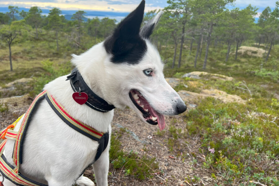 Cassie on a hike.