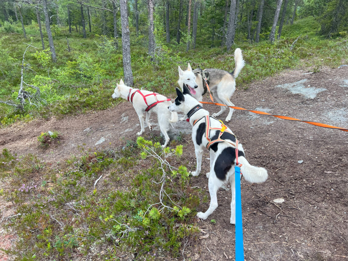 Cassie, Keisy og Kvote på tur.