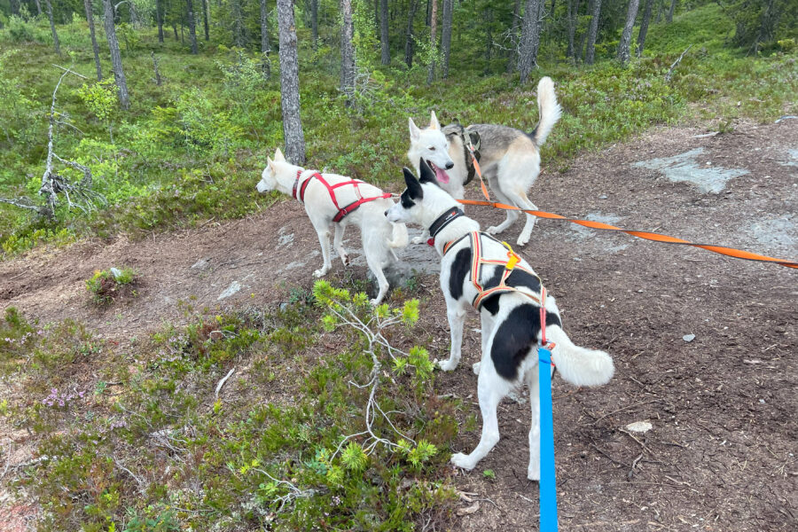 Cassie, Keisy og Kvote on a hike.