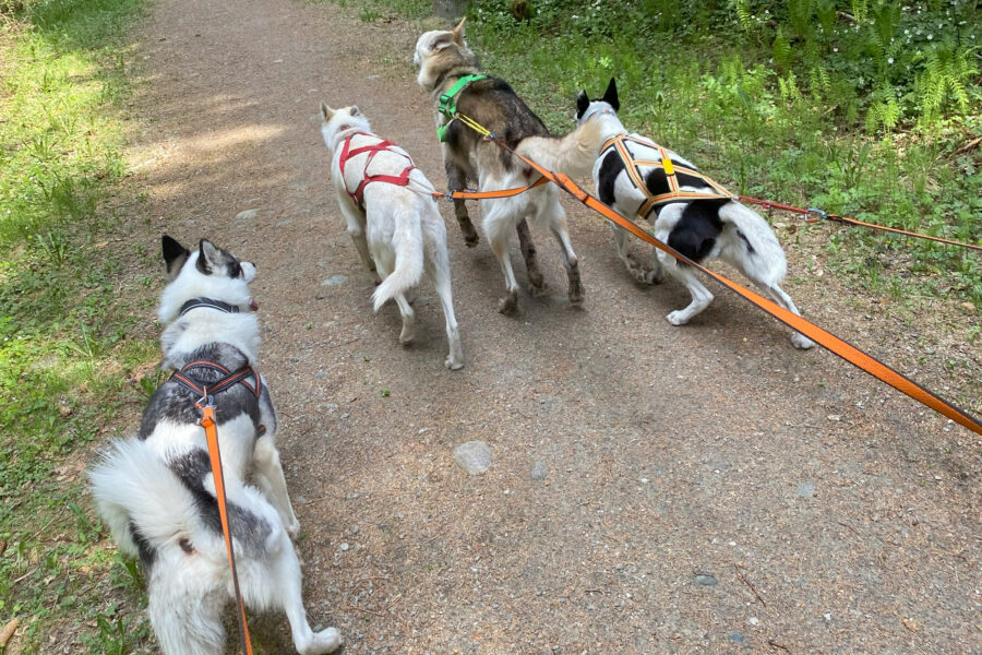 Cassie and three other dogs