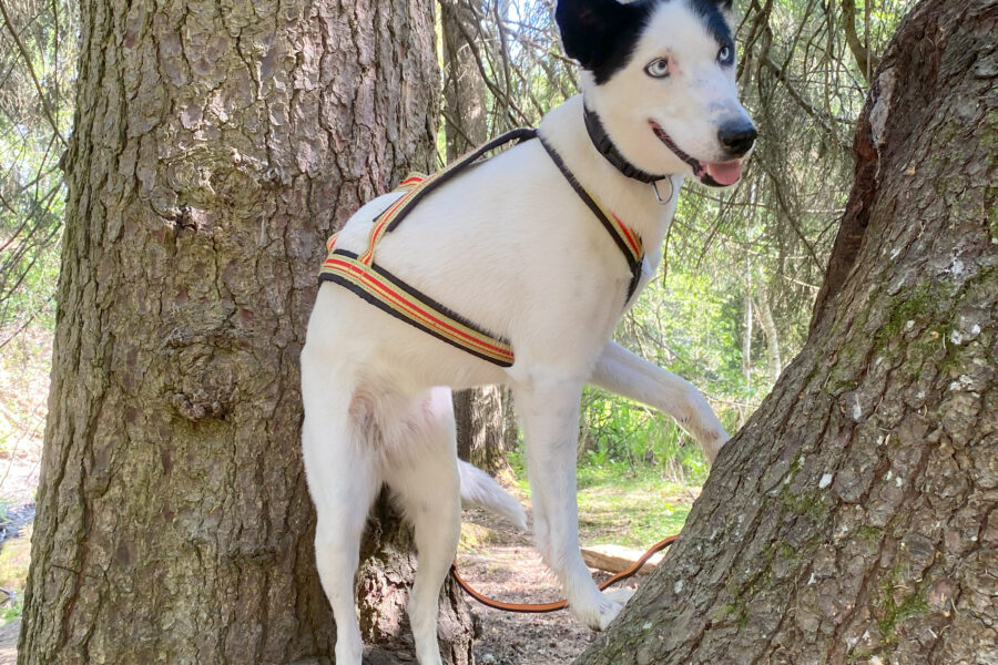 Cassie standing inside a tree