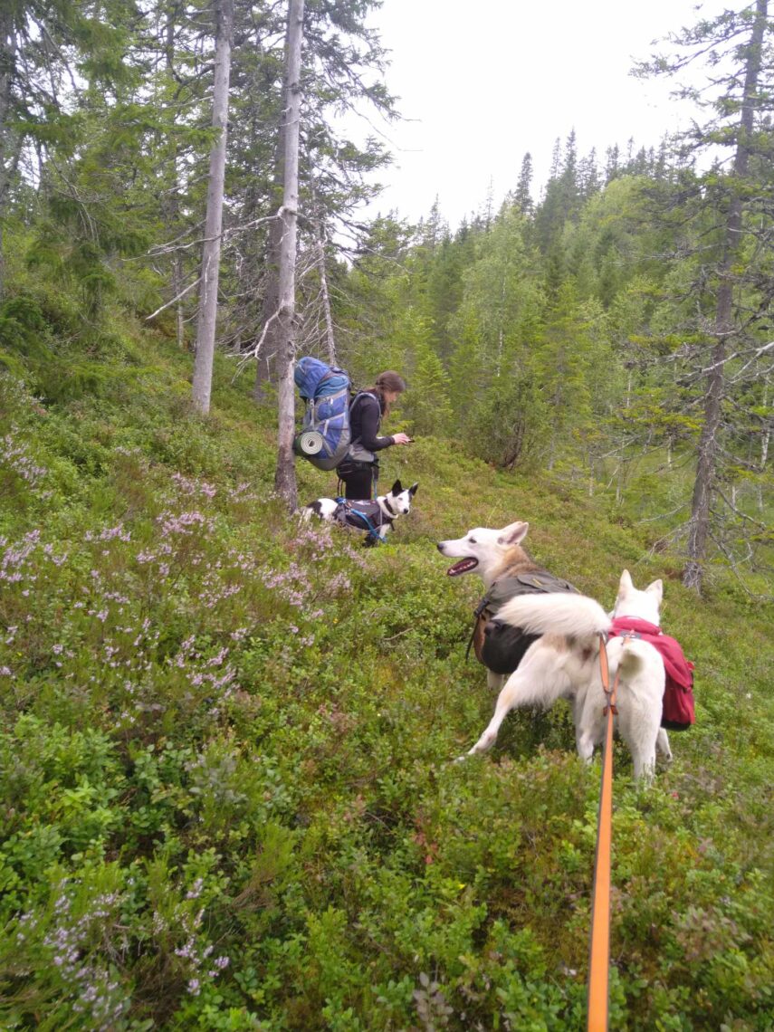 På tur med veninnen min og hundene.