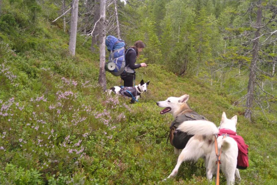 On a hike with my friend and the dogs.