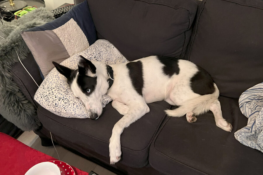 Cassie is sleeping with her head on a pillow on the couch