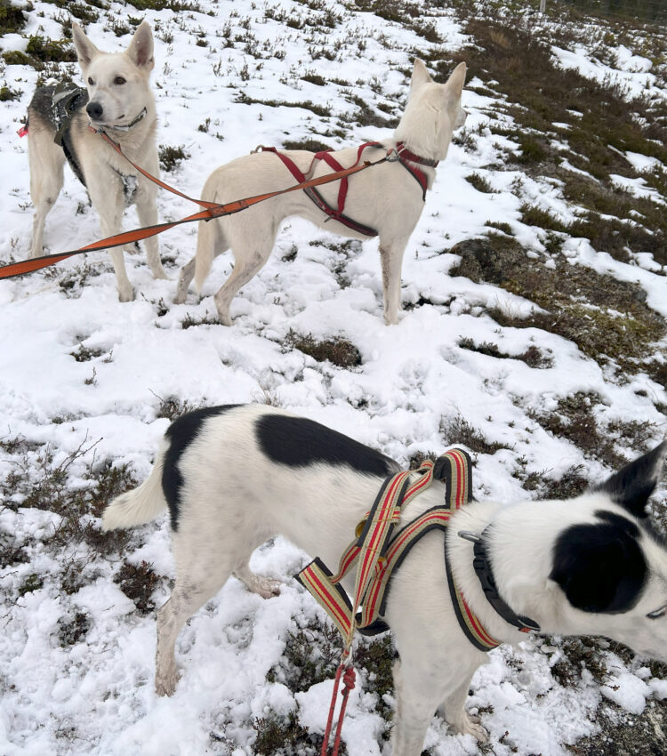 Kvote, Keisy and Cassie på en tur i snøen