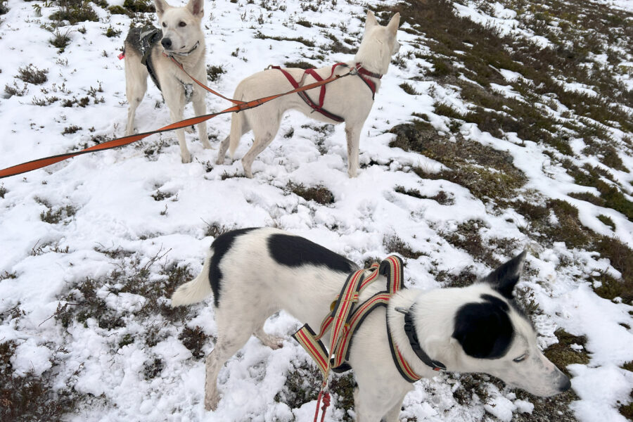 Kvote, Keisy and Cassie på en tur i snøen